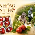 Vì sao nên chọn hộp quà mận hồng Sân Tiên làm quà?